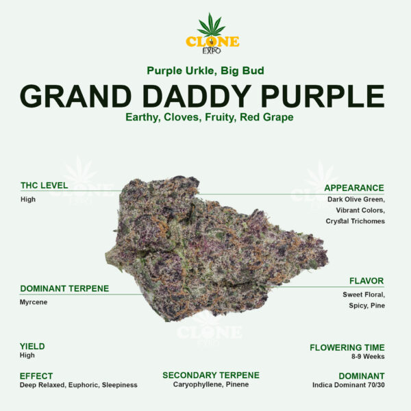 GRAND DADDY PURPLE