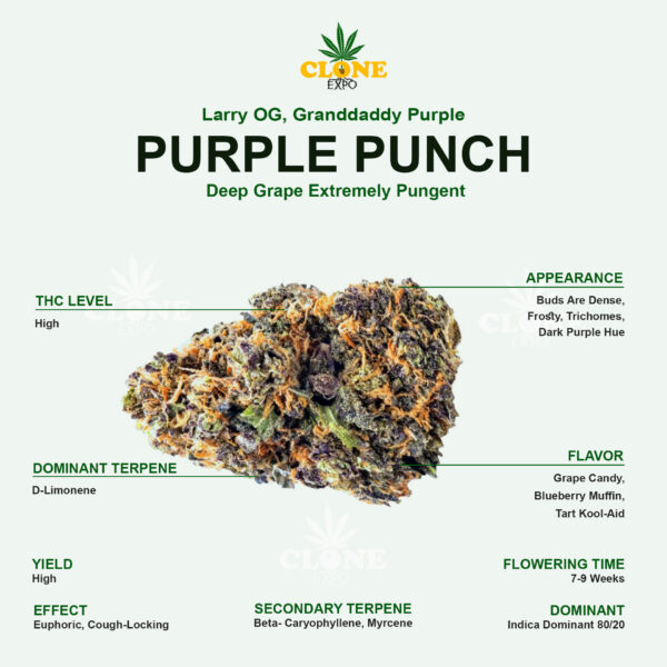 PURPLE PUNCH