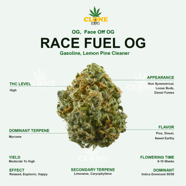 RACE FUEL OG